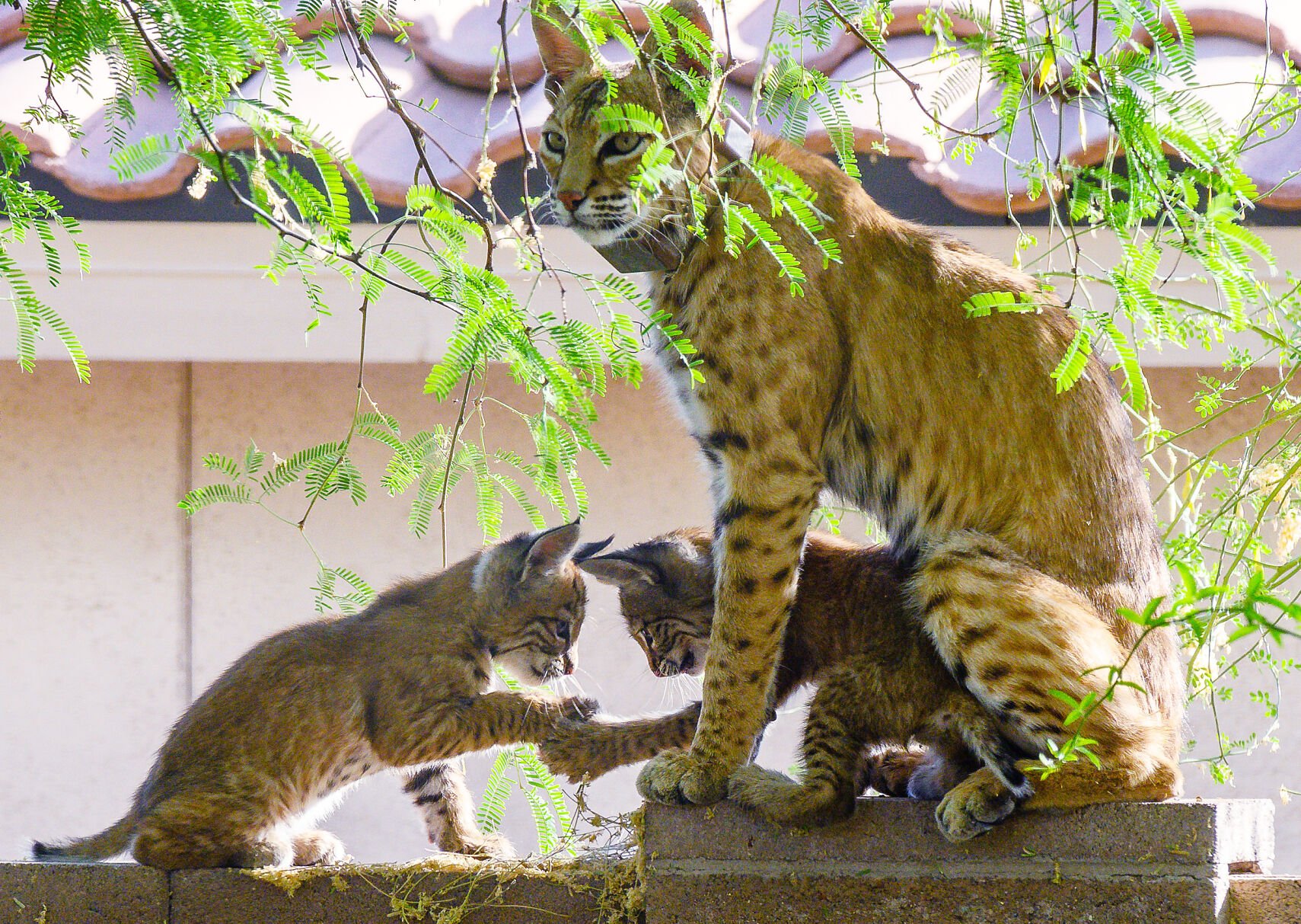 Bobcats, Tucson, 2022